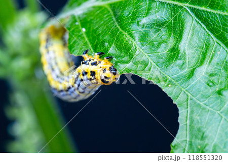 紫蘇の葉を食べるシャクガの幼虫(シャクトリムシ) 紫蘇の葉を食べるシャクガの幼虫(シャクトリムシ) 118551320