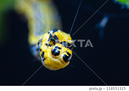 糸を吐くシャクガの幼虫(尺取り虫) 糸を吐くシャクガの幼虫(尺取り虫) 118551325