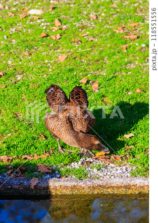 Common eider (Somateria mollissima), also called St. Cuthbert's duck or Cuddy's duck on a green meadow Common eider (Somateria mollissima), also called St. Cuthbert's duck or Cuddy's duck on a green meadow 118551556