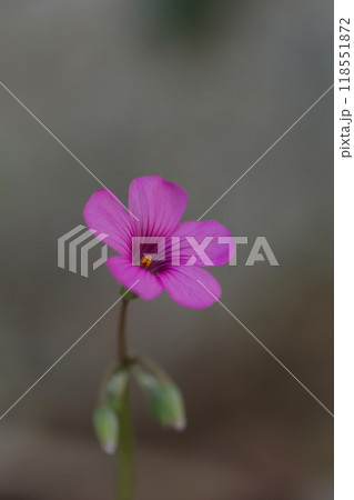 小さなピンクのイモカタバミの花 小さなピンクのイモカタバミの花 118551872