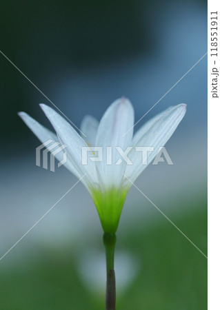 美しいタマスダレの花 美しいタマスダレの花 118551911