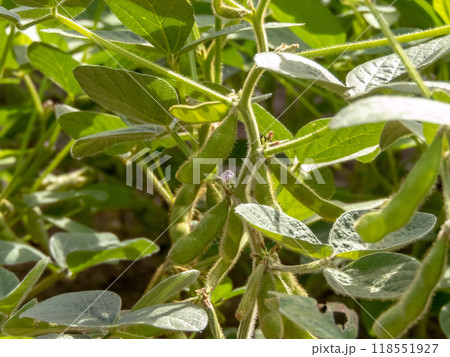 Soybean, glycine max, soy bean or soya bean plants. 118551927
