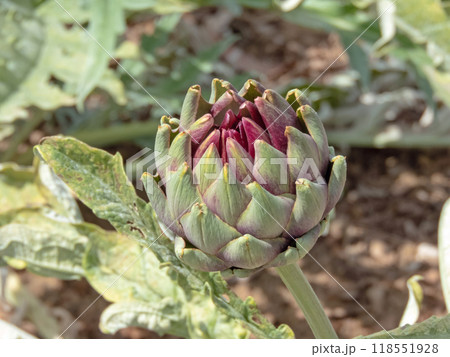 Green artichoke or French artichoke or globe artichoke plant edible bud. Cynara cardunculus var. scolymus. Green artichoke or French artichoke or globe artichoke plant edible bud. Cynara cardunculus var. scolymus. 118551928