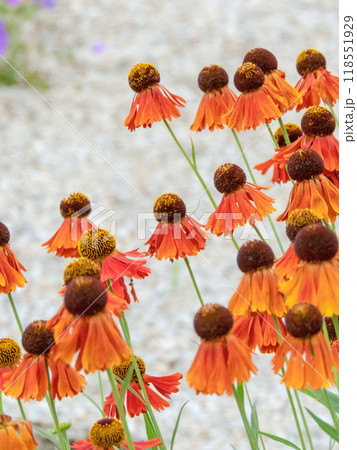 Helenium hybrid bright orange autumn flowers group Helenium hybrid bright orange autumn flowers group 118551929