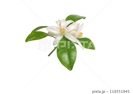 Neroli flowers bunch isolated on white background 118551945