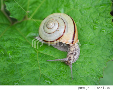 カタツムリ 118551950