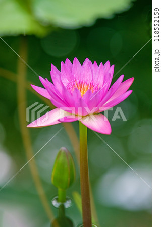 家の周りの草花　四季の色々　水の森の温室のプールにピンクや白の美しいスイレンの花が咲きました 118552159