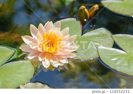 家の周りの草花 四季の色々 水の森の温室のプールにピンクや白の美しいスイレンの花が咲きました 家の周りの草花 四季の色々 水の森の温室のプールにピンクや白の美しいスイレンの花が咲きました 118552231