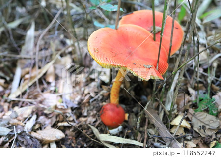 タマゴタケ 118552247