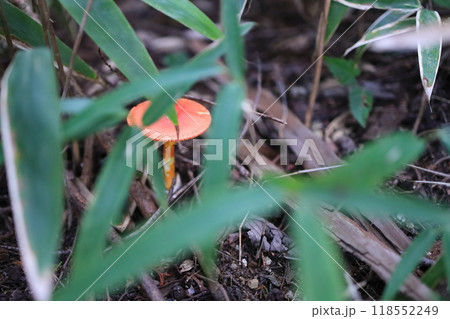 タマゴタケ 118552249