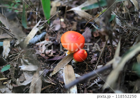 タマゴタケ タマゴタケ 118552250