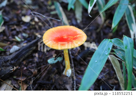 タマゴタケ 118552251