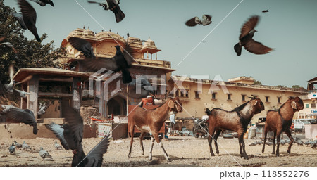 Jaipur, Rajasthan, India. Goats And Pigeons Feed On Streets Of Jaipur Near Fortress Gates. Goats Scare Away Pigeons. Every Day Life Of India. Pigeons Fly In 118552276