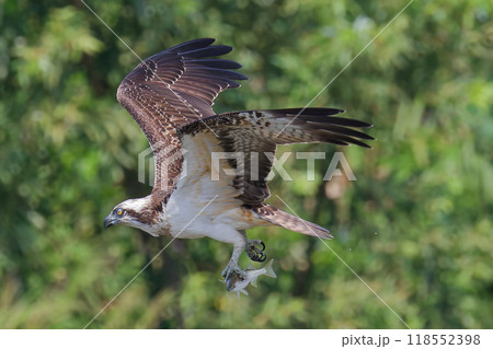 捕獲に成功して獲物を運ぶミサゴ 捕獲に成功して獲物を運ぶミサゴ 118552398