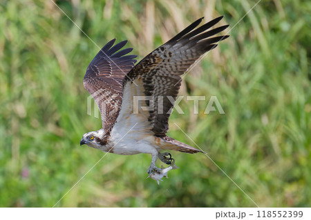獲物を運ぶミサゴ 獲物を運ぶミサゴ 118552399