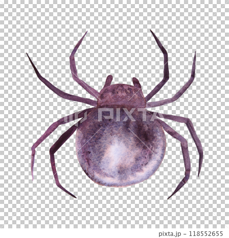 Black spider. Monochrome drawing of dangerous arthropod arachnid, insect. Watercolor hand drawn cutout isolated clipart for halloween illustration, horror prints. Karakurt, black widow, Latrodectus 118552655