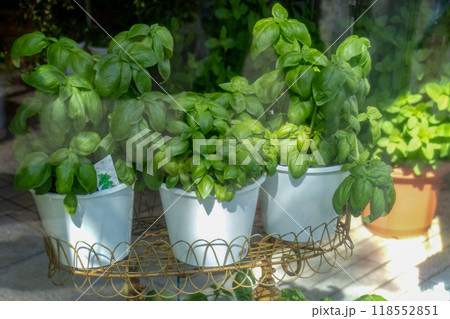 家庭菜園のためのバジルの苗の植木鉢 118552851