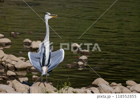 羽干しをするアオサギ 羽干しをするアオサギ 118552855