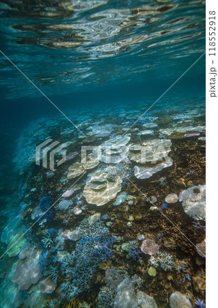 沖縄フォト 宮古島八重干瀬の珊瑚礁 沖縄フォト 宮古島八重干瀬の珊瑚礁 118552918