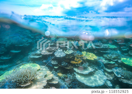 沖縄フォト　宮古島八重干瀬の珊瑚礁半水面イメージ 118552925