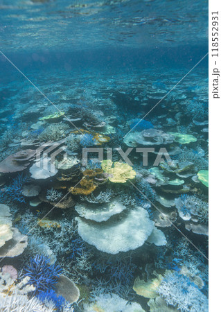 沖縄フォト 宮古島八重干瀬の珊瑚礁 沖縄フォト 宮古島八重干瀬の珊瑚礁 118552931