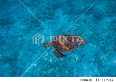 沖縄フォト　宮古島八重干瀬の海亀 118552943