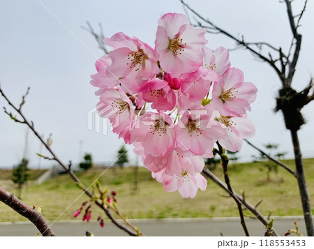 春の公園に咲くピンク色の桜の花 118553453