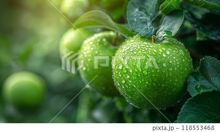 Fresh green apples water droplets hanging tree branch lush orchard Fresh green apples water droplets hanging tree branch lush orchard 118553468