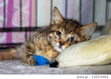 A kitty from Felidae, with a bandaged paw, resting on a pillow indoors A kitty from Felidae, with a bandaged paw, resting on a pillow indoors 118554468