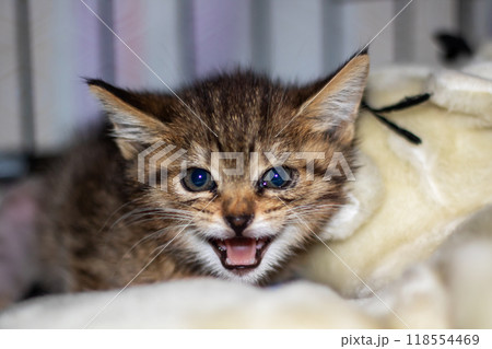 A close up image showing a kitten with its mouth wide open 118554469