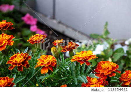 A detailed view of a bee on a vibrant marigold blossom 118554481