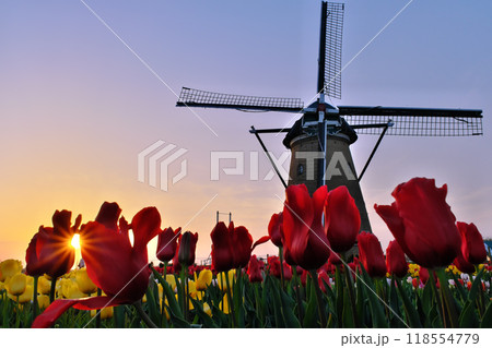 佐倉ふるさと広場の風車とチューリップと夕日 千葉県 佐倉ふるさと広場の風車とチューリップと夕日 千葉県 118554779