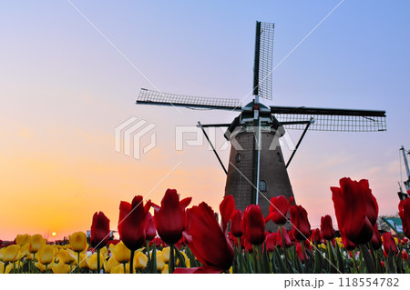 佐倉ふるさと広場の風車とチューリップと夕日　千葉県 118554782
