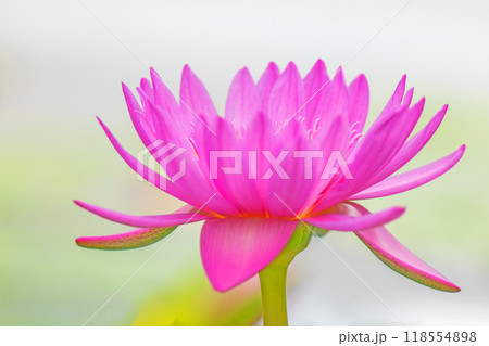 家の周りの草花 四季の色々 水の森の温室のプールにピンクや白の美しいスイレンの花が咲きました 家の周りの草花 四季の色々 水の森の温室のプールにピンクや白の美しいスイレンの花が咲きました 118554898