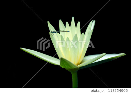 家の周りの草花 四季の色々 水の森の温室のプールにピンクや白の美しいスイレンの花が咲きました 家の周りの草花 四季の色々 水の森の温室のプールにピンクや白の美しいスイレンの花が咲きました 118554906