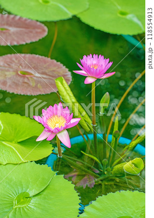 家の周りの草花　四季の色々　水の森の温室のプールにピンクや白の美しいスイレンの花が咲きました　 118554913