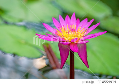 家の周りの草花 四季の色々 水の森の温室のプールにピンクや白の美しいスイレンの花が咲きました 家の周りの草花 四季の色々 水の森の温室のプールにピンクや白の美しいスイレンの花が咲きました 118554914