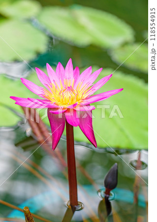 家の周りの草花　四季の色々　水の森の温室のプールにピンクや白の美しいスイレンの花が咲きました　 118554915