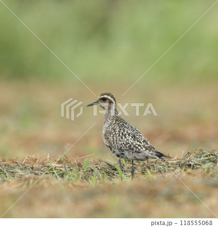 ムナグロ 118555068