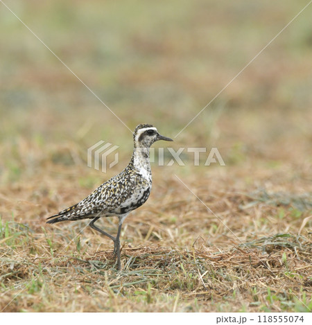 ムナグロ 118555074