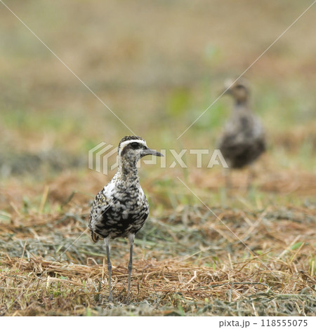 ムナグロ 118555075