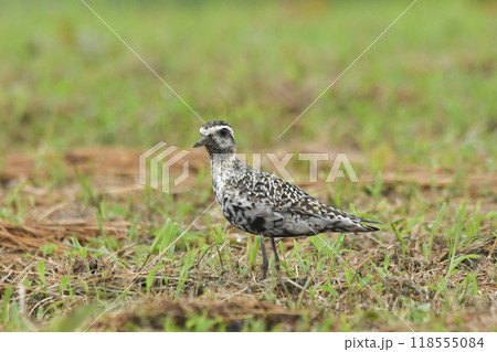 ムナグロ 118555084