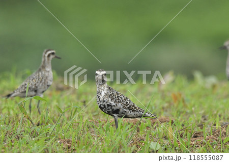 ムナグロ 118555087