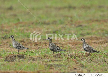 ムナグロ 118555089