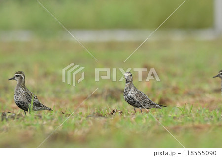 ムナグロ 118555090