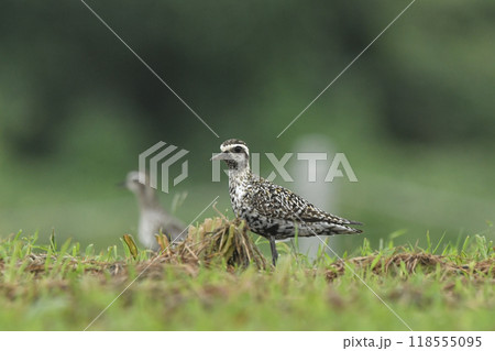 ムナグロ 118555095