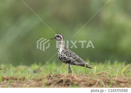 ムナグロ 118555098