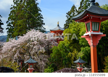 京都大原野の満開の桜 118555099