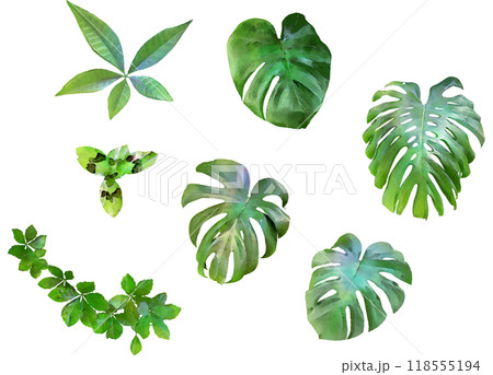 デコレーション用植物イラスト素材セット13(モンステラ他) デコレーション用植物イラスト素材セット13(モンステラ他) 118555194
