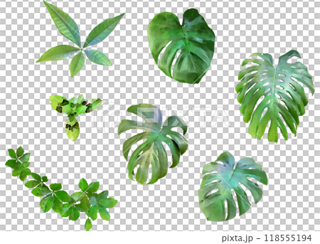 デコレーション用植物イラスト素材セット13(モンステラ他) デコレーション用植物イラスト素材セット13(モンステラ他) 118555194